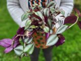 Le tradescantia
