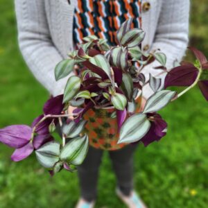 Le tradescantia