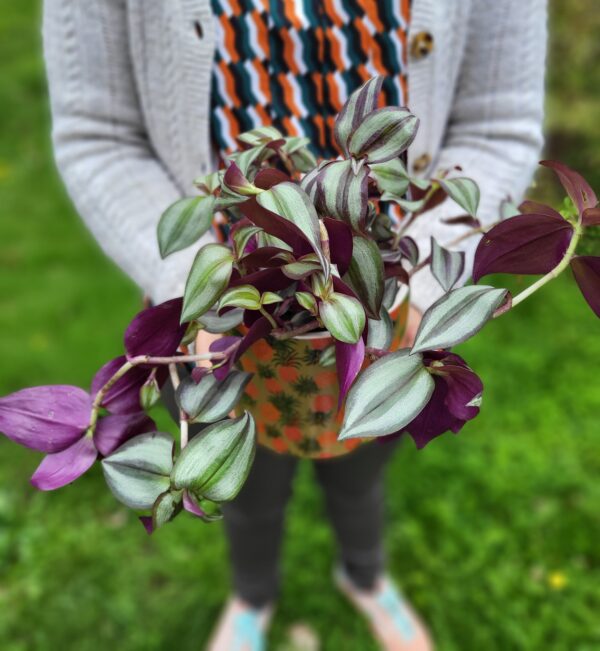 Le tradescantia