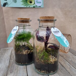 Le Terrarium