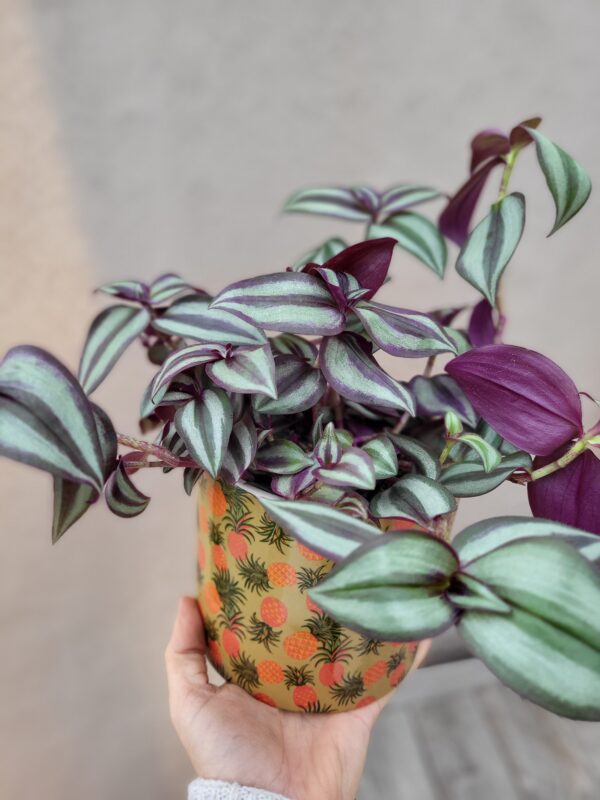 Le tradescantia – Image 2
