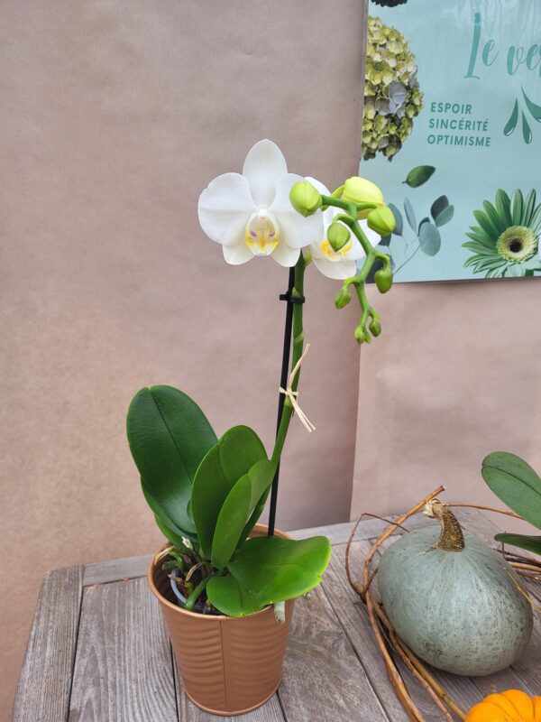 La mini orchidée – Image 2