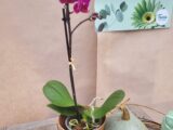 La mini orchidée