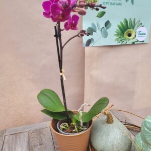 La mini orchidée