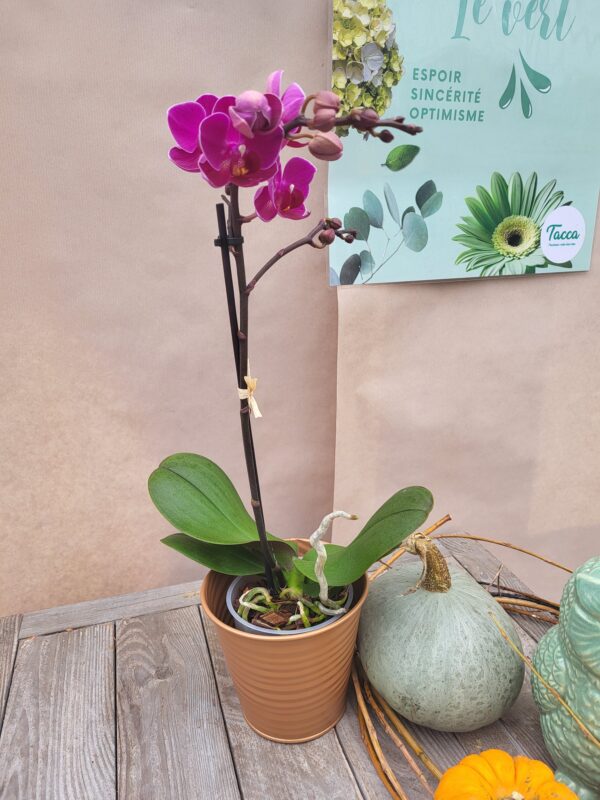 La mini orchidée