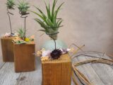 Le tillandsia