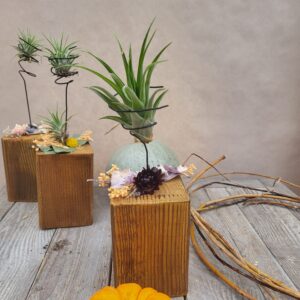 Le tillandsia
