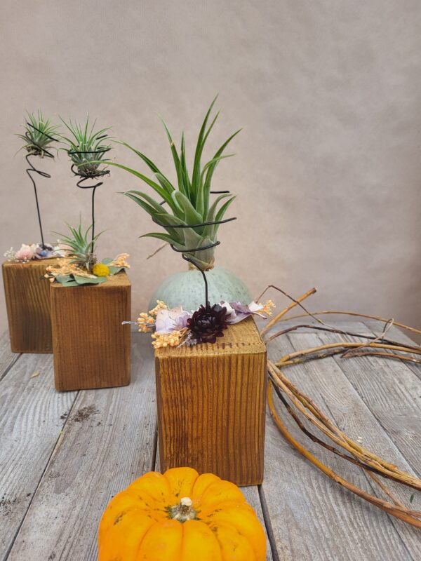 Le tillandsia