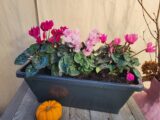 Jardinière de Cyclamen