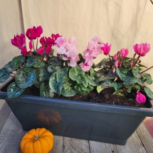 Jardinière de Cyclamen