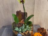 Orchidée en terrarium