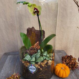 Orchidée en terrarium