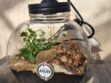 Terrarium lumineux Terrarium lumineux