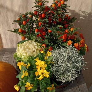 Jardin d'automne.