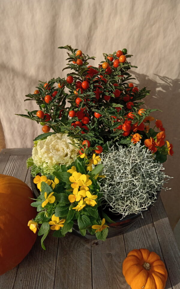 Jardin d'automne.
