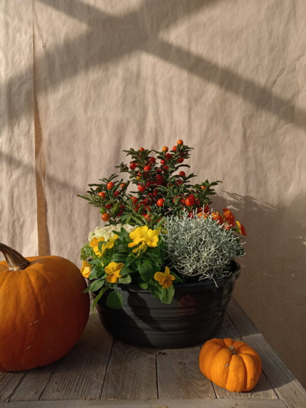 Jardin d'automne. – Image 2