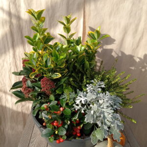 Jardin d'hiver.