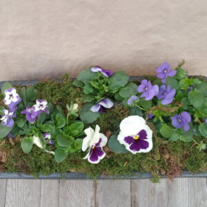 Jardinière de Pensée