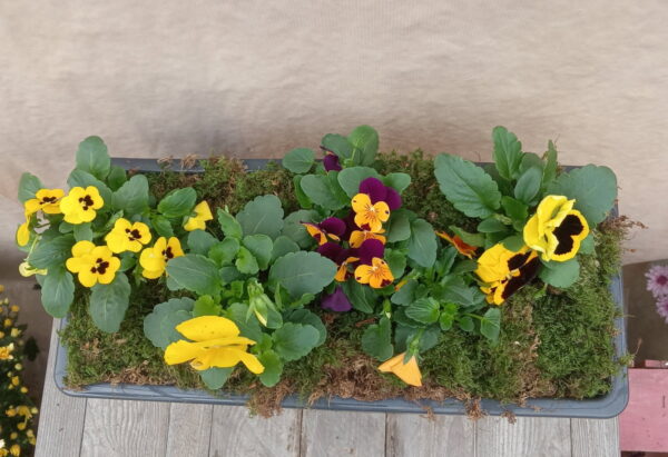 Jardinière de Pensée – Image 2