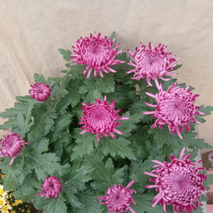 Chrysanthème à grosses fleurs.