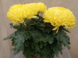 Chrysanthème à grosses fleurs (pot)