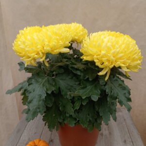 Chrysanthème à grosses fleurs (pot)