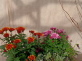 Chrysanthème en jardinière