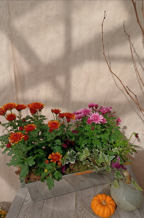 Chrysanthème en jardinière