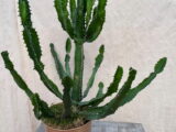 Cactus Euphorbe