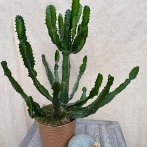 Cactus Euphorbe
