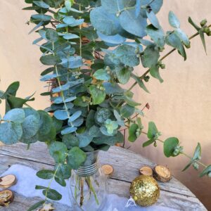 Vase eucalyptus