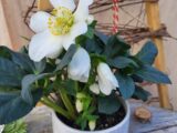 Hellebore et pot Blanc