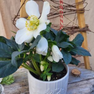 Hellebore et pot Blanc