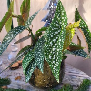 Begonia "maculata"