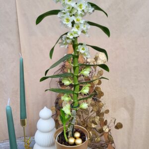 Le dendrobium