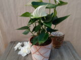 Anthurium blanc