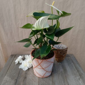 Anthurium blanc