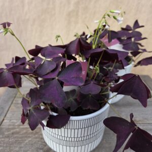 Oxalis pourpre.