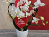 Mini Orchidée Coeur.