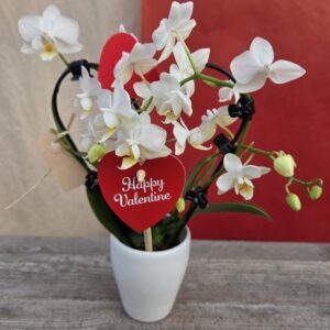 Mini Orchidée Coeur.