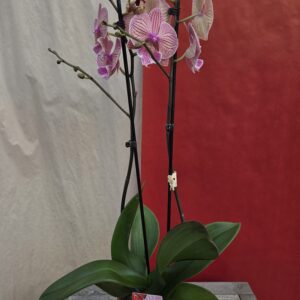 Orchidée rose et jaune.