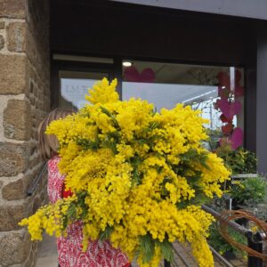 Botte de Mimosa