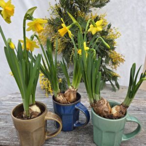 Ma petite Mamie "Café"