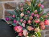 Botte de tulipes