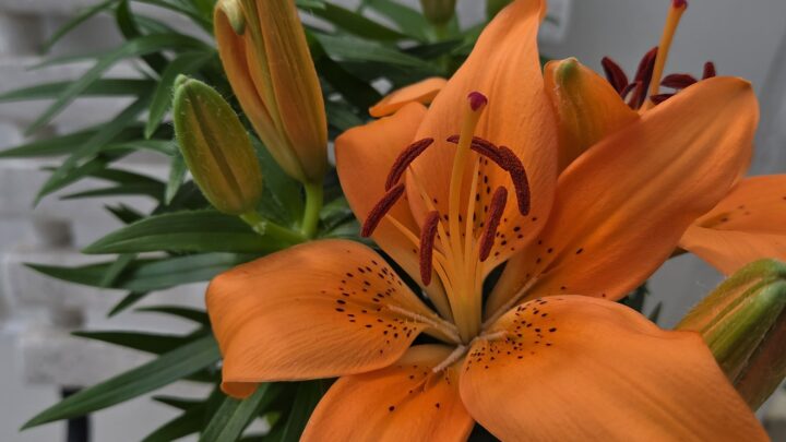 Offre sur le Lys pour Pâques