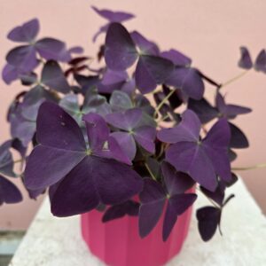 Oxalis pourpre.