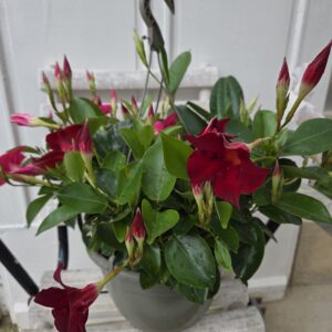 Dipladenia suspendu.