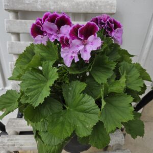 Pelargonium.