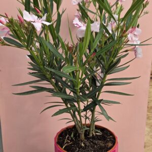 Laurier rose et son cache pot.