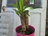 Yucca et son pot.